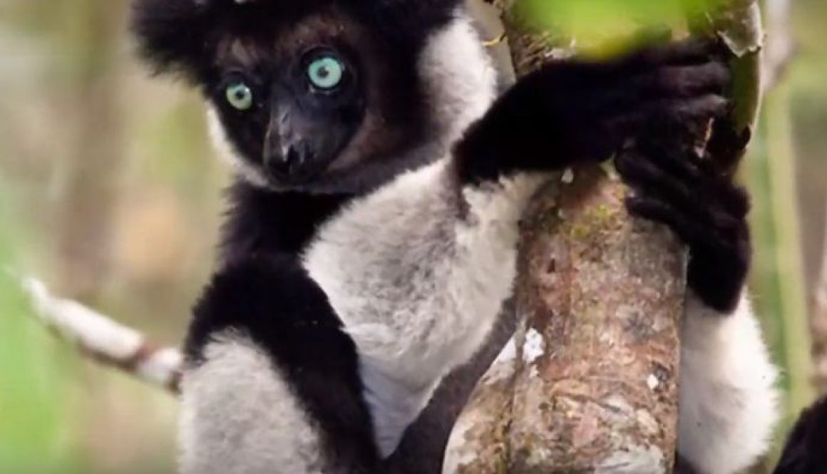 Unique Madagascar